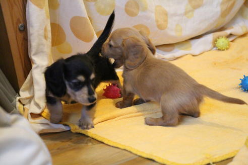 成約済の愛知県のカニンヘンダックスフンド(ロングヘアード)-50517の2枚目
