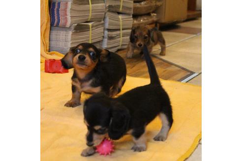 成約済の愛知県のカニンヘンダックスフンド(ロングヘアード)-50517の1枚目