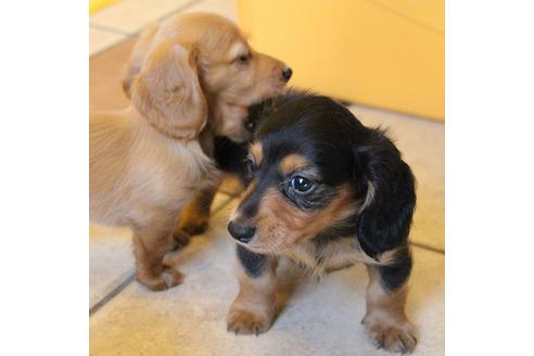 成約済の愛知県のカニンヘンダックスフンド(ロングヘアード)-50516の4枚目