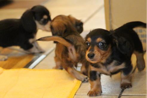 成約済の愛知県のカニンヘンダックスフンド(ロングヘアード)-50516の3枚目