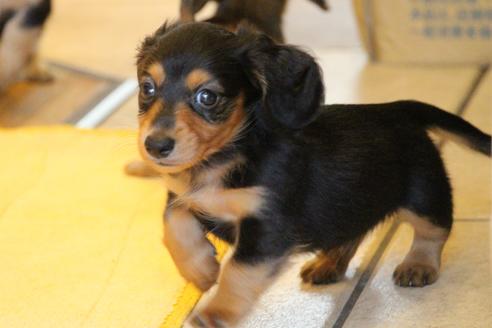 成約済の愛知県のカニンヘンダックスフンド(ロングヘアード)-50516の2枚目