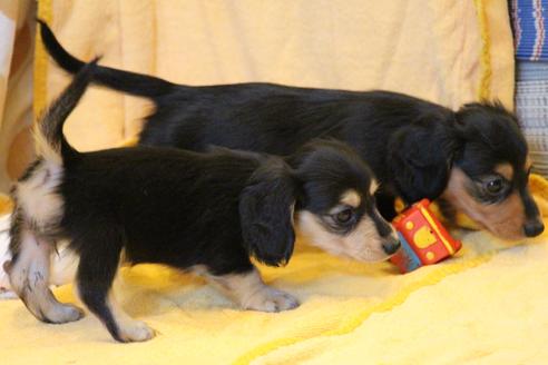 成約済の愛知県のカニンヘンダックスフンド(ロングヘアード)-50516の1枚目