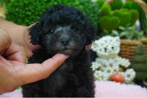 成約済の京都府のタイニープードル-52676の3枚目