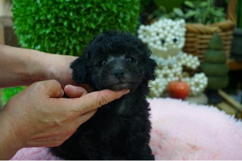 成約済の京都府のタイニープードル-52676の2枚目