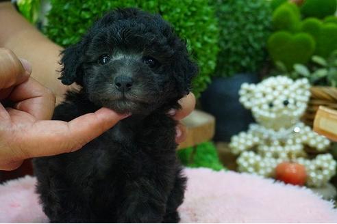 成約済の京都府のタイニープードル-52676の1枚目