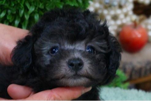 成約済の京都府のタイニープードル-52680の3枚目