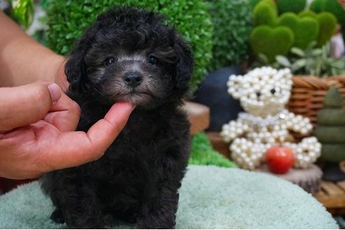 成約済の京都府のタイニープードル-52680の2枚目