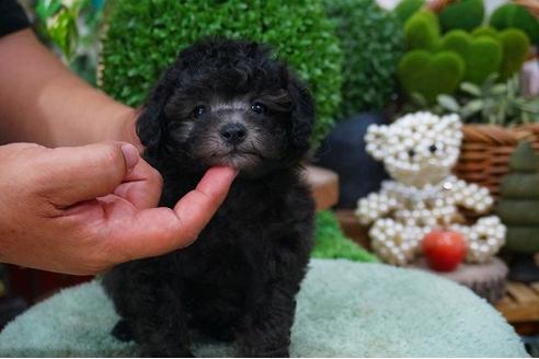 成約済の京都府のタイニープードル-52680の1枚目