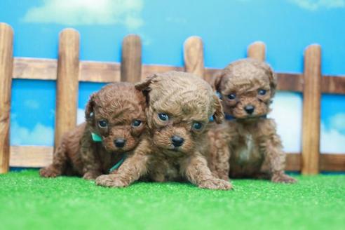 成約済の滋賀県のトイプードル-52717の5枚目