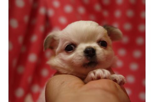 成約済の愛知県のチワワ(ロングコート)-52726の5枚目