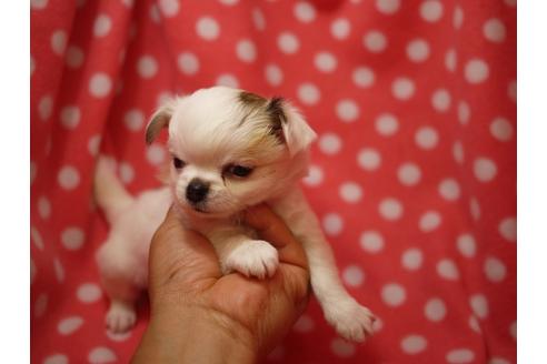 成約済の愛知県のチワワ(ロングコート)-52726の4枚目