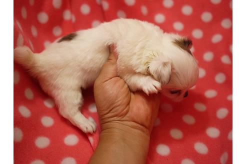 成約済の愛知県のチワワ(ロングコート)-52726の3枚目