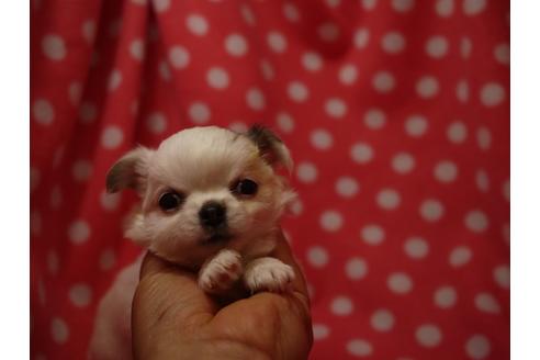 成約済の愛知県のチワワ(ロングコート)-52726の2枚目