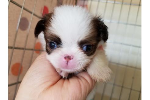 成約済の愛知県の狆 (チン)-52273の4枚目