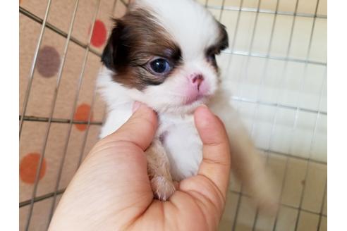 成約済の愛知県の狆 (チン)-52273の1枚目