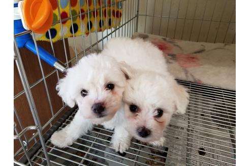 成約済の愛知県のビションフリーゼ-50920の2枚目