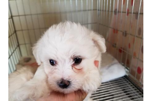 成約済の愛知県のビションフリーゼ-50920の1枚目