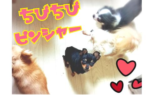 成約済の大阪府のミニチュアピンシャー(ミニピン)-49636