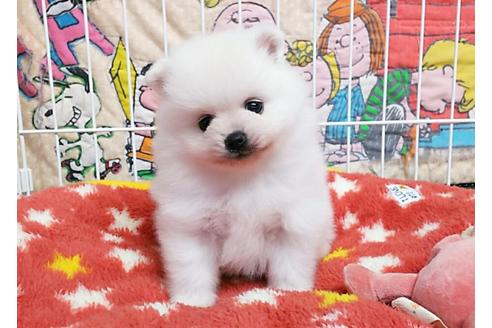 成約済の秋田県のポメラニアン-52740の5枚目
