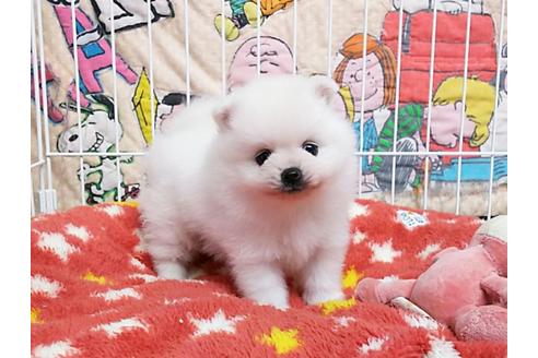 成約済の秋田県のポメラニアン-52740の4枚目