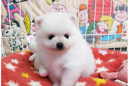 成約済の秋田県のポメラニアン-52740の3枚目