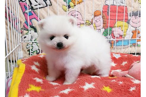 成約済の秋田県のポメラニアン-52740の2枚目