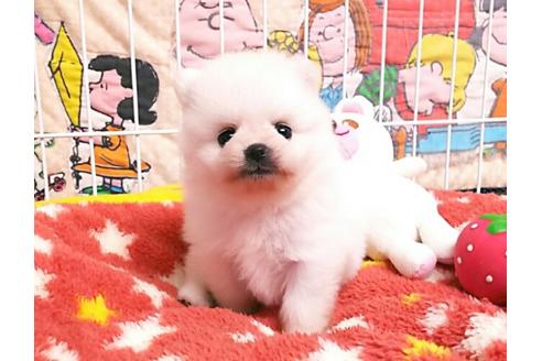 成約済の秋田県のポメラニアン-52741の3枚目