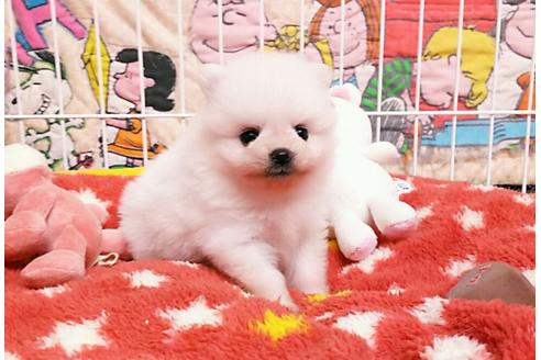 成約済の秋田県のポメラニアン-52741の2枚目