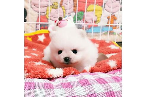 成約済の秋田県のポメラニアン-52741の1枚目