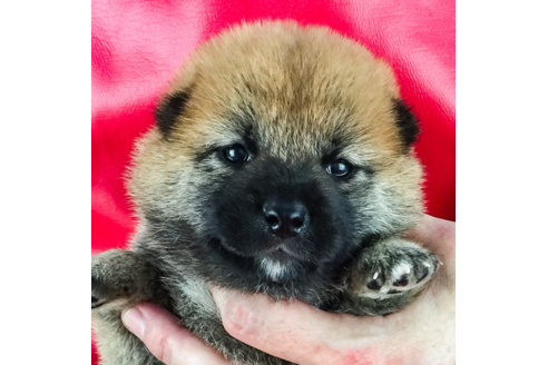 成約済の愛知県の柴犬-52756の3枚目
