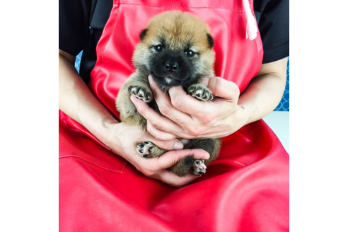 成約済の愛知県の柴犬-52756の1枚目