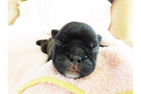 成約済の福岡県のフレンチブルドッグ-52765の1枚目