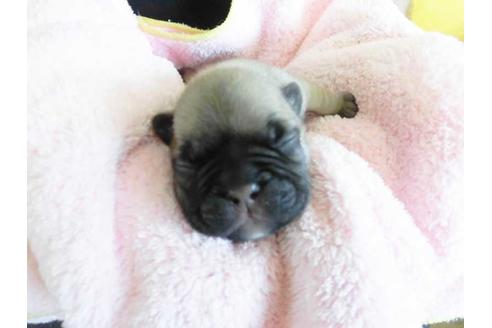 成約済の福岡県のフレンチブルドッグ-52766の1枚目