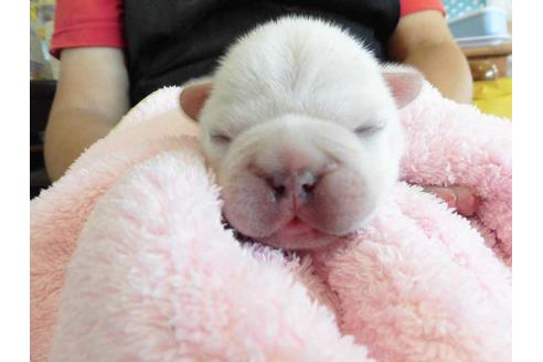 成約済の福岡県のフレンチブルドッグ-52767の1枚目