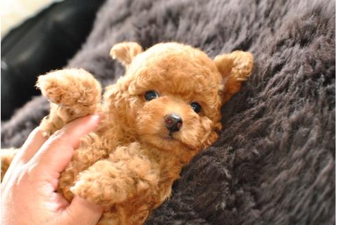 成約済の茨城県のトイプードル-52773の1枚目