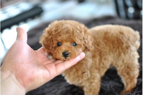 成約済の茨城県のトイプードル-52776の2枚目