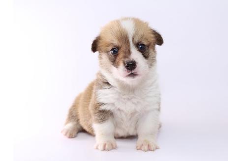 成約済の栃木県のウェルシュコーギーペンブローク-52782の4枚目