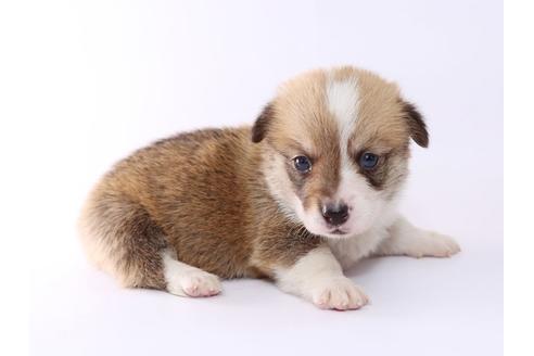 成約済の栃木県のウェルシュコーギーペンブローク-52782の3枚目