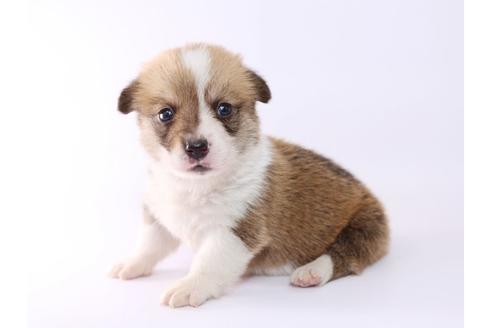 成約済の栃木県のウェルシュコーギーペンブローク-52782の2枚目