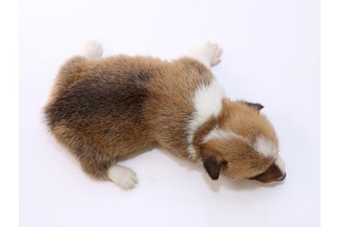 成約済の栃木県のウェルシュコーギーペンブローク-52782の1枚目