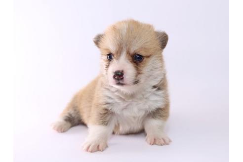 成約済の栃木県のウェルシュコーギーペンブローク-52783の4枚目