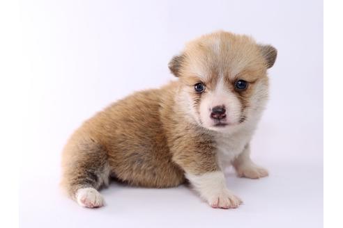 成約済の栃木県のウェルシュコーギーペンブローク-52783の3枚目