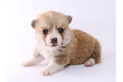 成約済の栃木県のウェルシュコーギーペンブローク-52783の2枚目