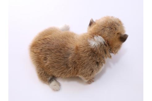 成約済の栃木県のウェルシュコーギーペンブローク-52783の1枚目