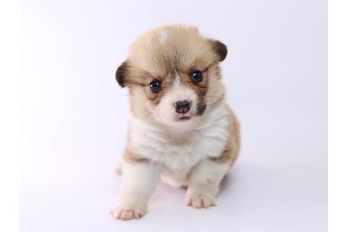 成約済の栃木県のウェルシュコーギーペンブローク-52784の4枚目