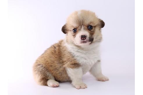 成約済の栃木県のウェルシュコーギーペンブローク-52784の3枚目