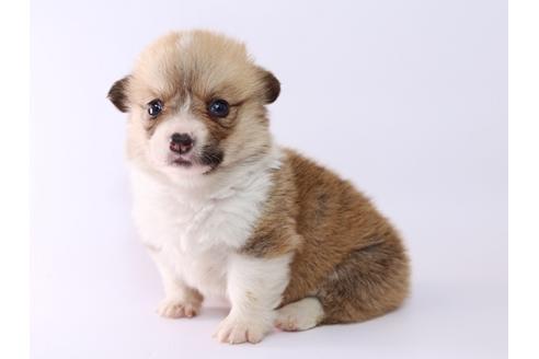 成約済の栃木県のウェルシュコーギーペンブローク-52784の2枚目