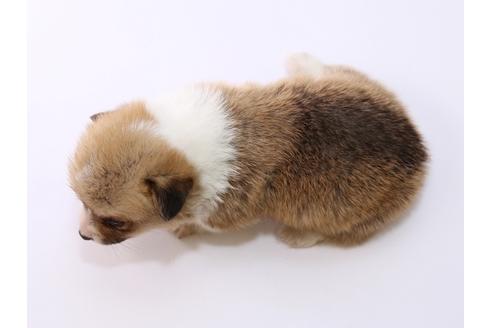 成約済の栃木県のウェルシュコーギーペンブローク-52784の1枚目