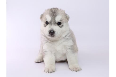 成約済の栃木県のシベリアンハスキー-52785の3枚目