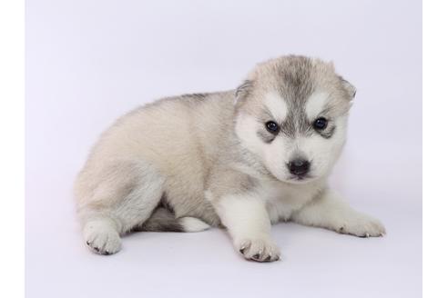 成約済の栃木県のシベリアンハスキー-52785の2枚目